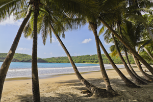 Härlig sandstrand med vajande palmer på Grenada